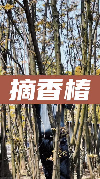 香椿雞蛋有，就缺二兩酒！